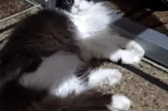 Потерянные животные Чита, фото: Пропала кошка Мура, 5-й микрорайон, 23а.