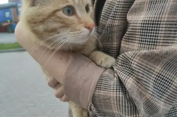 Кошка с хвостиком на улице Крупской, 21, Тюмень