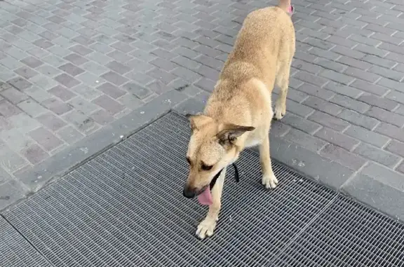 Собака найдена в Ленинском районе, возле Тау Галереи, 21 июня.