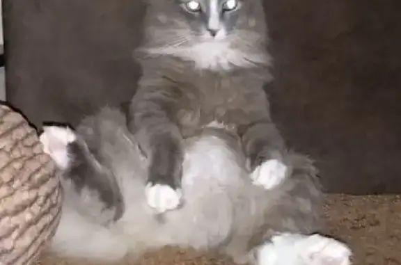 Кошки потеряшки, Набережные Челны, фото: Потеряшка кошка на Московском проспекте 175, Набережные Челны