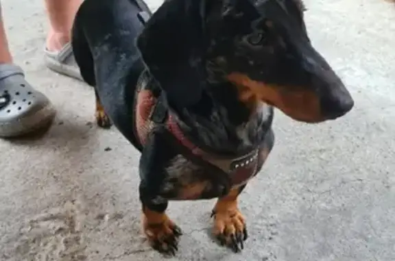 Найдена собака Такса на улице Пластунская, 22 (Большой Сочи)