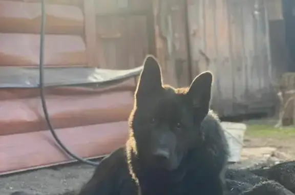 Пропала собака Никос на ул. Карла Маркса, 21, Чамзинка