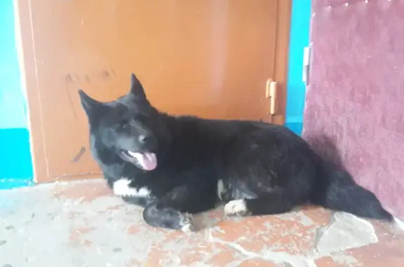 Потеряшка собака на Молодежной, 26 в Новочебоксарске