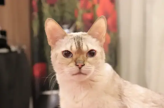 Потерянные животные Москва, фото: Пропал кот Дженсен, Тимуровская ул. 5, Москва