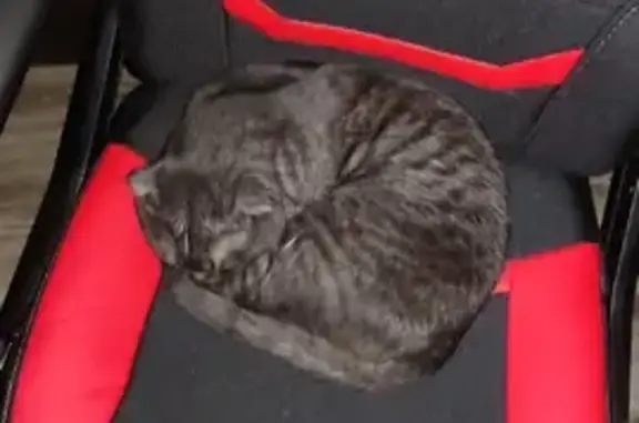 Пропала кошка породы Шотландский Вислоухий на улице Отдельская, 53