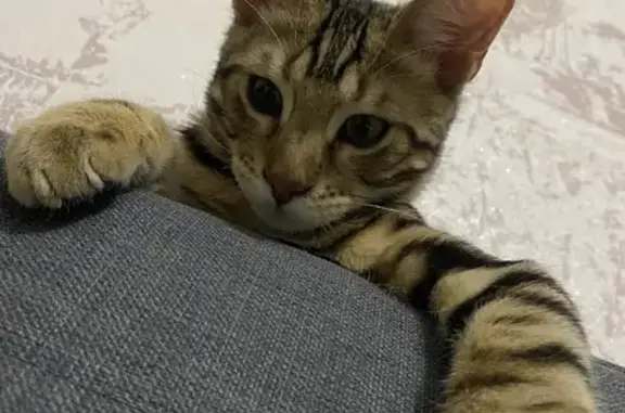Кошки потеряшки, Казань, фото: Потеряшка кошка Бенгал на ул. Юлиуса Фучика, 42, Казань