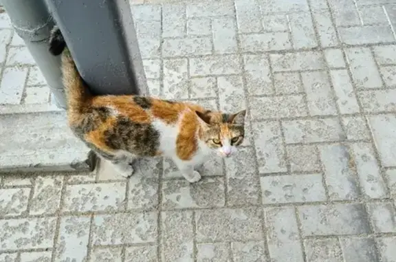 Пропала кошка возле Пятерочки на Пискарёвском проспекте
