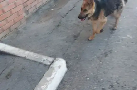 Найдена собака на ул. Учебная, 8 в Томске.