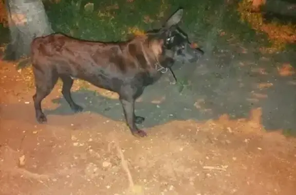 Собака на ул. Адмирала Кузнецова, 82 - чёрный кобель с ошейником.