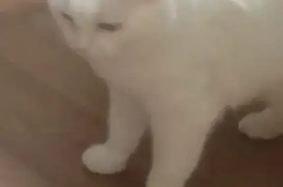 Пропала белая кошка в Куюках, Республика Татарстан