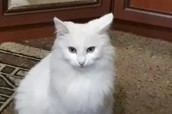 Пропала кошка Белка в Костроме, Юбилейный район