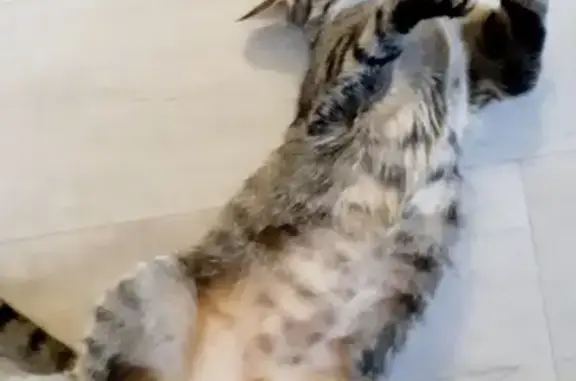 Кошки потеряшки, Набережные Челны, фото: Потеряшка кошка в лесополосе рядом с ЗАГСом в Набережных Челнах