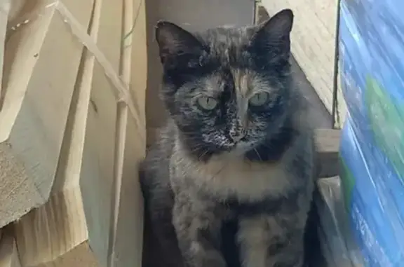 Беременная кошка с ошейником на улице Степной, 16а