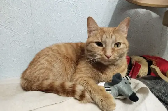 Пропала кошка Фокси с анизокорией в Минерал Снт, Московская область
