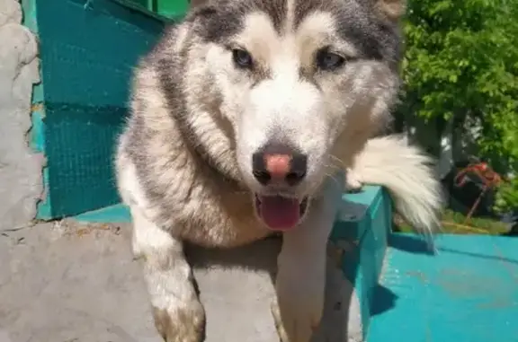 Собаки потеряшки, Саратов, фото: Потеряшка хаски Локи на ул. Охотная 17, Саратов