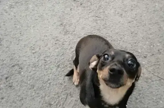 Собаки потеряшки, Томск, фото: Потеряшка такса на На Ключевской 22.06 вечером