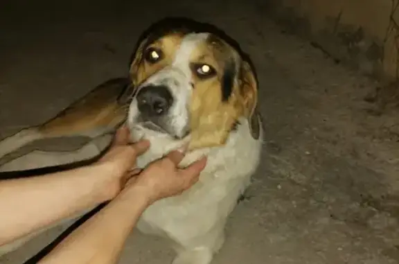 Собака Русской гончей найдена в Кисловодске