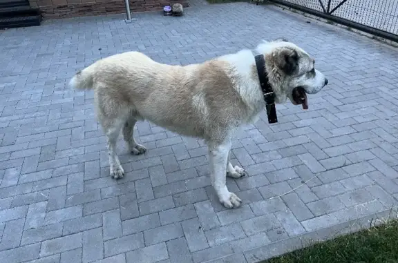 Найдена собака Алабай в Воронежской области
