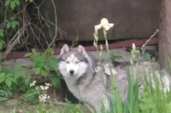 Собака с прихрамыванием найдена в Радумле, Московская область