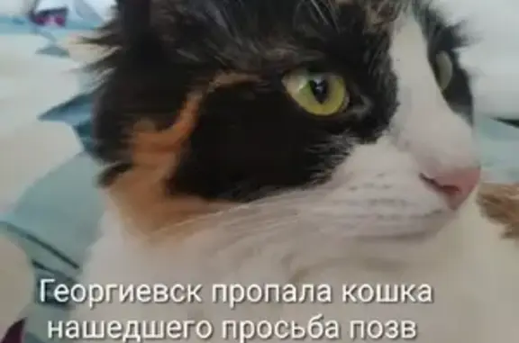 Пропала кошка на ул. Красноармейская, 111, Георгиевск