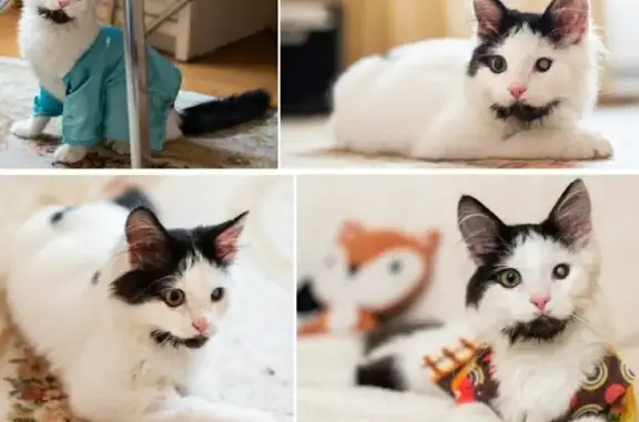 Найден котенок Мишутка в Видном и ищет дом