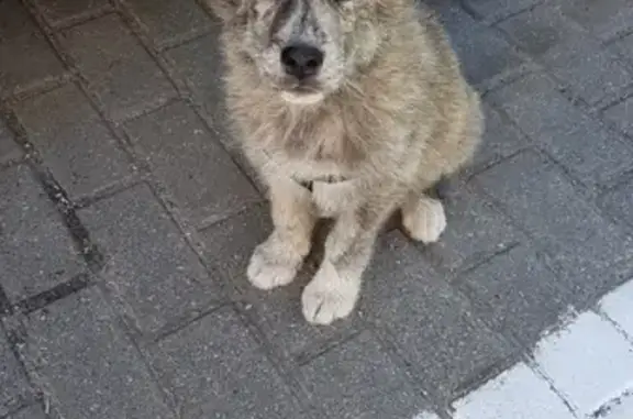 Собака найдена на Каштановой, 4 в Гурьевске.
