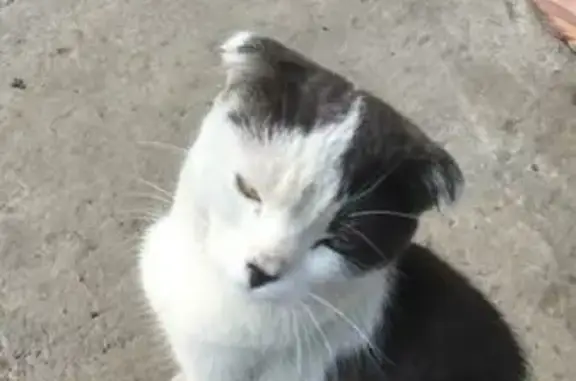 Найдена худая вислоухая кошка на ул. Фабричной, 8 в Тамбове.
