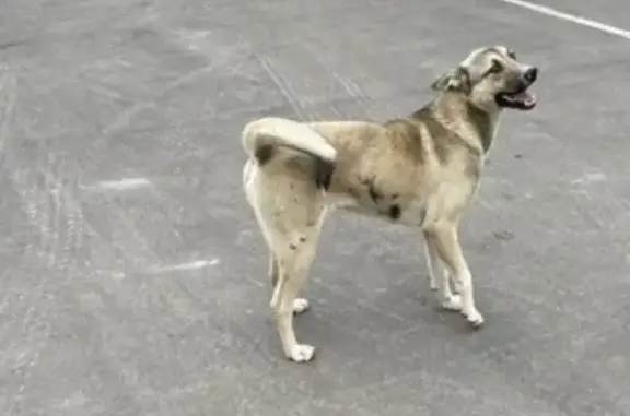 Найдена собака в Луховицах