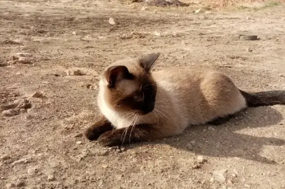 Пропал сиамский кот Кот, адрес: ул. Дивизионная, 82, Улан-Удэ