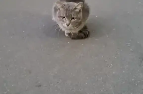 Пропала кошка на Сером, ул. Верхние Поля 38к1, Москва