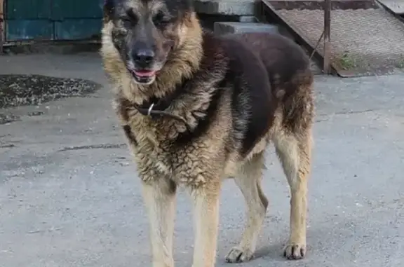 Найдена собака на улице Рощинская, дом 48