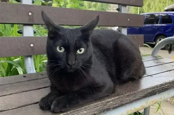 Найден кот на ул. 50 лет Октября, Чебоксары