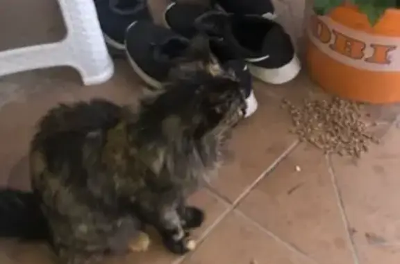 Найдена кошка черепахового окраса в Ангелово, Московская область