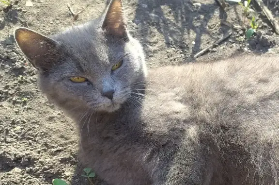 Пропала кошка в Барнауле на улице Цаплина, 72