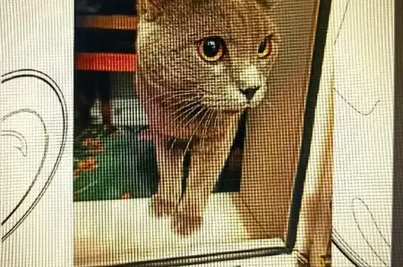 Найден британский кот на ул. Панфиловцев, 22 в Барнауле