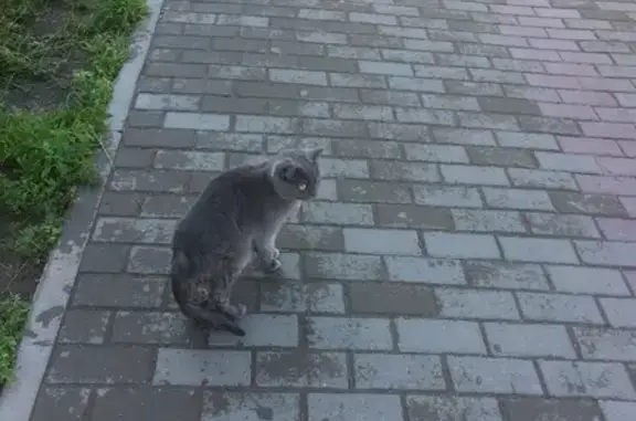 Домашняя кошка на ул. Ленина, 35 в Чайковском