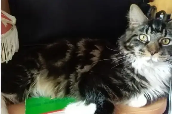 Пропал кот Барс в СНТ «Острова», Курганская область