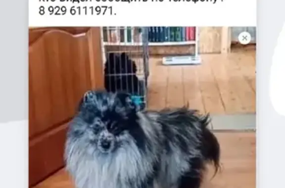 Собаки потеряшки, Москва, фото: Потеряшка кобель шпиц Нео в Иевлево, Клинский р-н