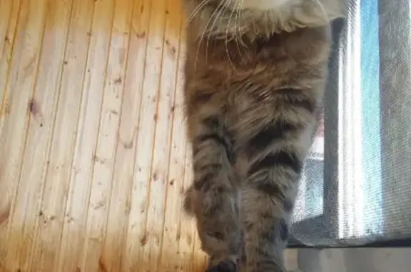 Кошки потеряшки, Ижевск, фото: Потеряшка кошка Сэм на Парковой, Ижевск