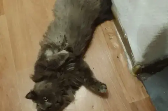 Пропала кошка Персей на улице Гоголя, 41