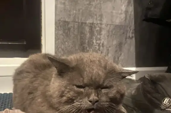 Кошки потеряшки, Ижевск, фото: Потеряшка кошка Компот на улице Гагарина, 5-Б, Ижевск