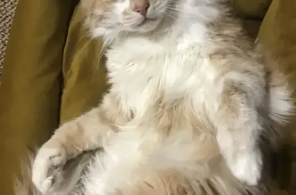 Потерянные животные Москва, фото: Пропала кошка Боня, адрес: Симферопольский бульвар, 9 корпус Б, Москва