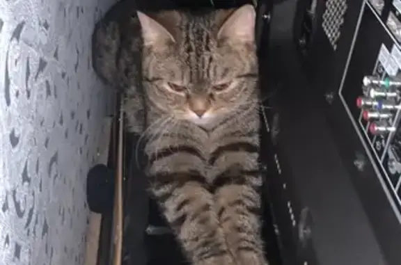 Найдена кошка в Востряковском проезде, Москва