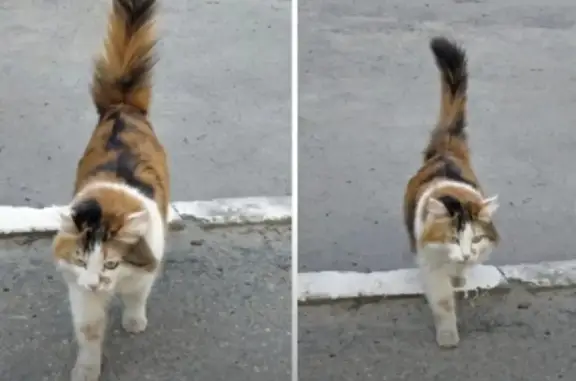 Пропала кошка Мурка на ул. Ермолаева, 1, Чебоксары.