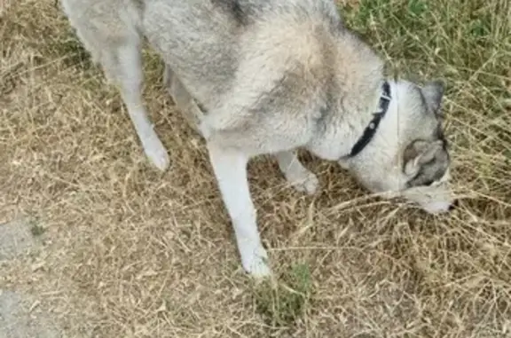 Собаки потеряшки, Анапа, фото: Потеряшка хаски на ул. Горького, 68 в Анапе