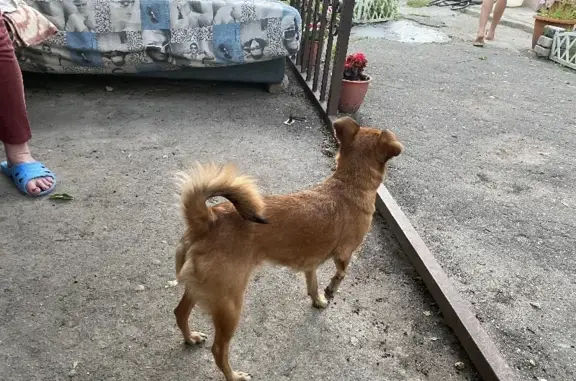 Собака на Деповской, 27, Туапсе