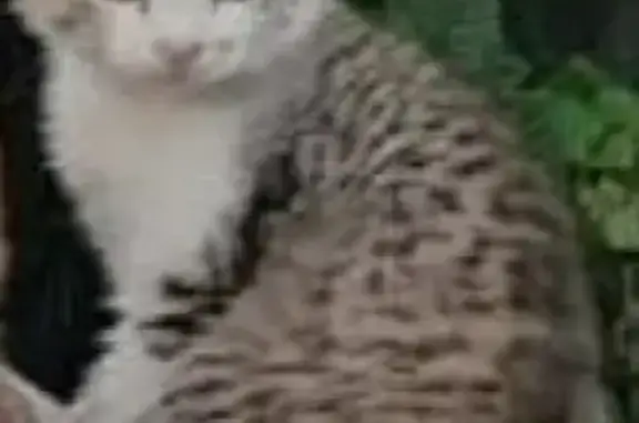 Кошки потеряшки, Ульяновск, фото: Потеряшка кошка Котенок на ул. Толбухина/2 пер. Маяковского.