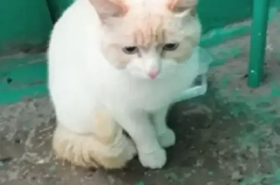 Пропала кошка на ул. Солнечная, 23, Сатка