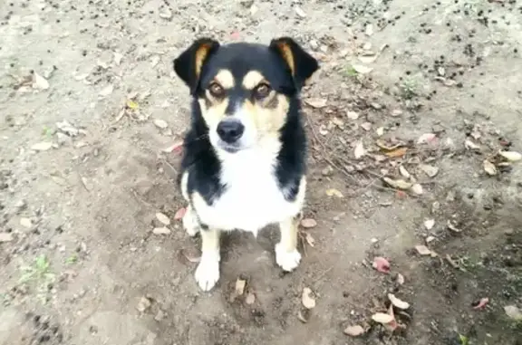 Пропала собака на ул. Ломоносова 2, Пограничный. - photo