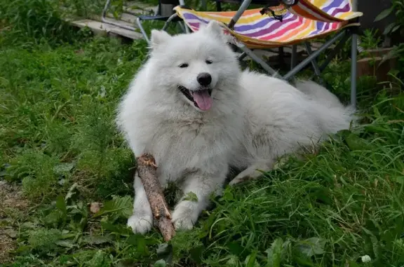 Пропала собака Джерри с клеймом и ошейником в Шамони, Красноярский край